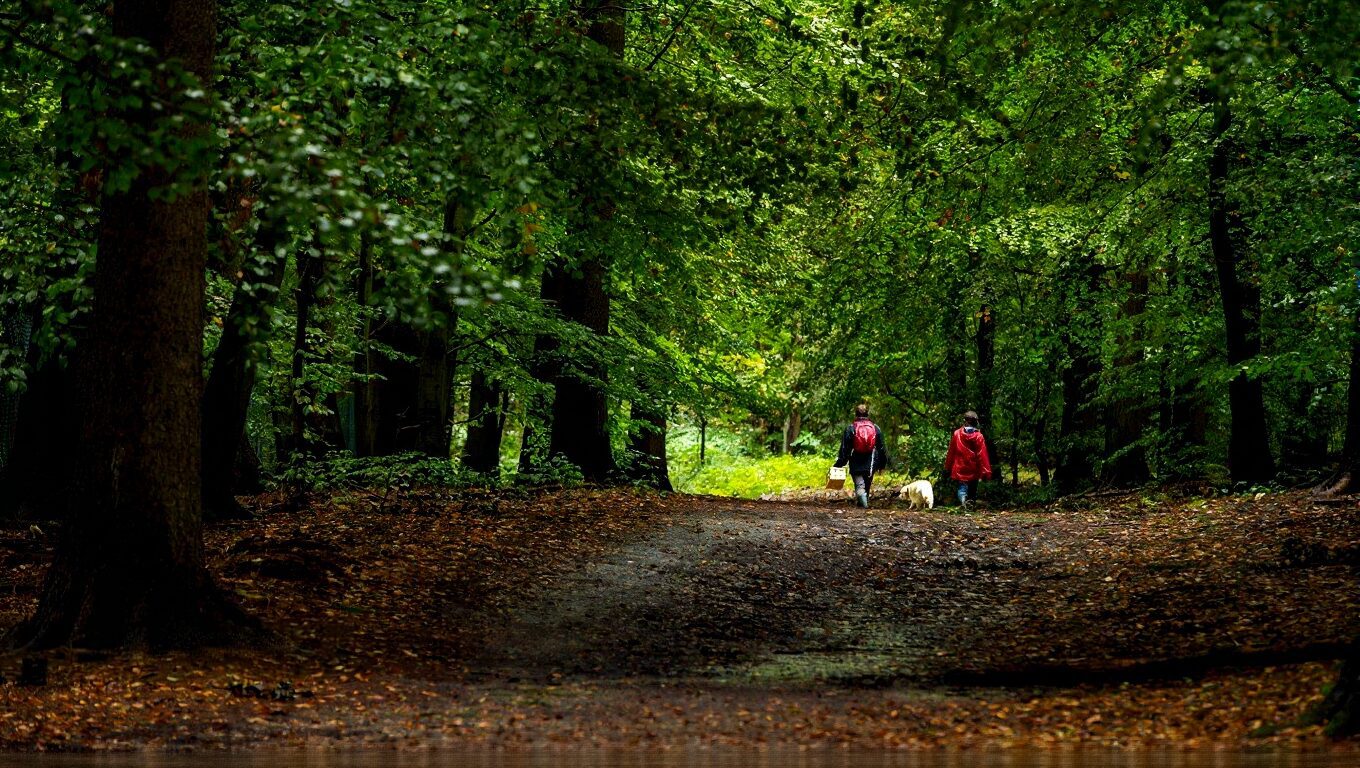 Two people walking dogs in forest