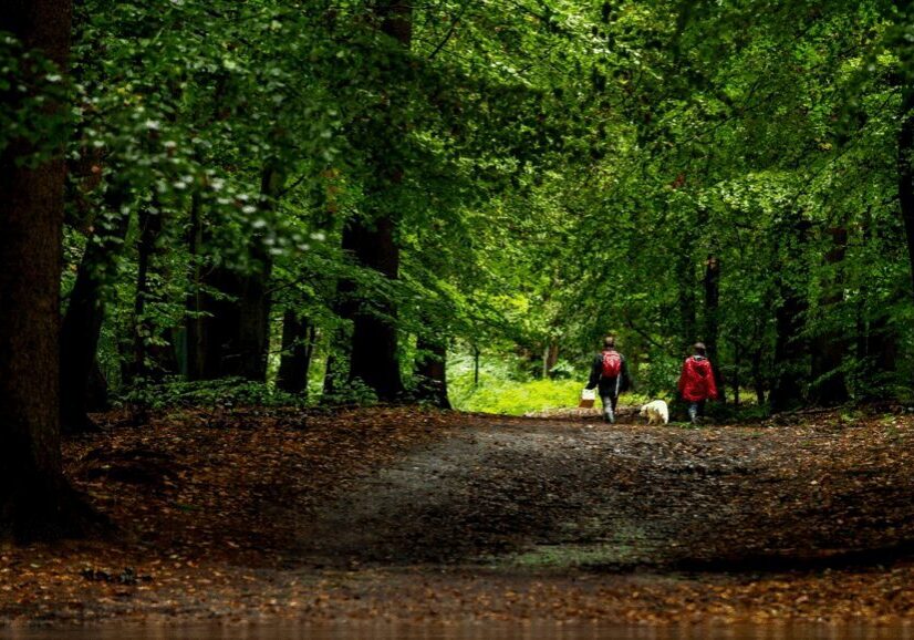Two people walking dogs in forest